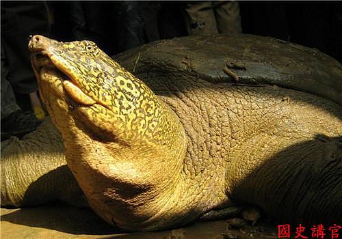 乾隆年间，苏州第一富豪得到一只巨龟，煮吃了之后，嚎叫三天而死