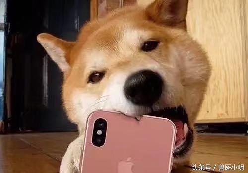 当宠物咬着iPhoneX时，铲屎官：感觉自己的肾隐隐作痛