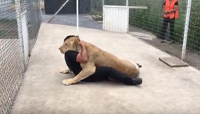 母狮多年不见人类爸爸，重逢时狮子激动得直接飞扑将他抱倒在地！