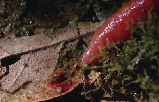 巨红水蛭吞噬蚯蚓，咻～吸意大利面嘛！