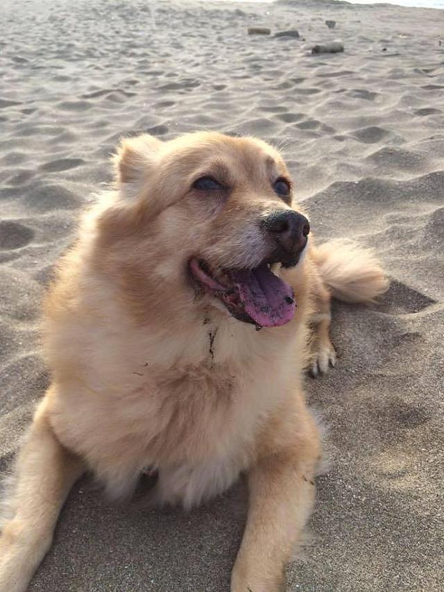 爱犬寿命不到2个月，主汪重游15年前相遇海边把握最后时间
