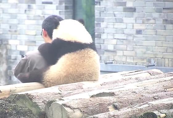 小熊猫一直讨亲亲饲育员超幸福，他拿手机自拍时小熊猫还撒娇！