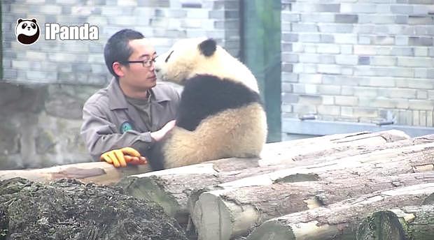 小熊猫一直讨亲亲饲育员超幸福，他拿手机自拍时小熊猫还撒娇！