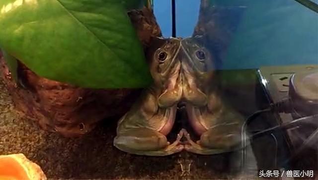亚洲宠物展那些从未见过的新奇物种，一只爱照镜子的大青蛙
