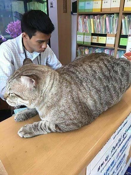 超巨型的猫咪萌度更巨，网友：如果见到它们，一定要抱紧处理！