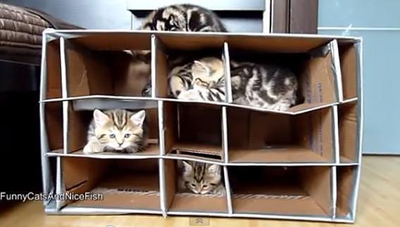 做一个“猫巢”轻松学会猫咪收纳术！家有小猫的人试试看