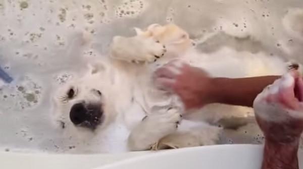 每次帮狗狗洗澡就像世界大战，都分不清是我洗狗还是狗洗我！