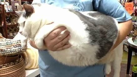 超巨型的猫咪萌度更巨，网友：如果见到它们，一定要抱紧处理！