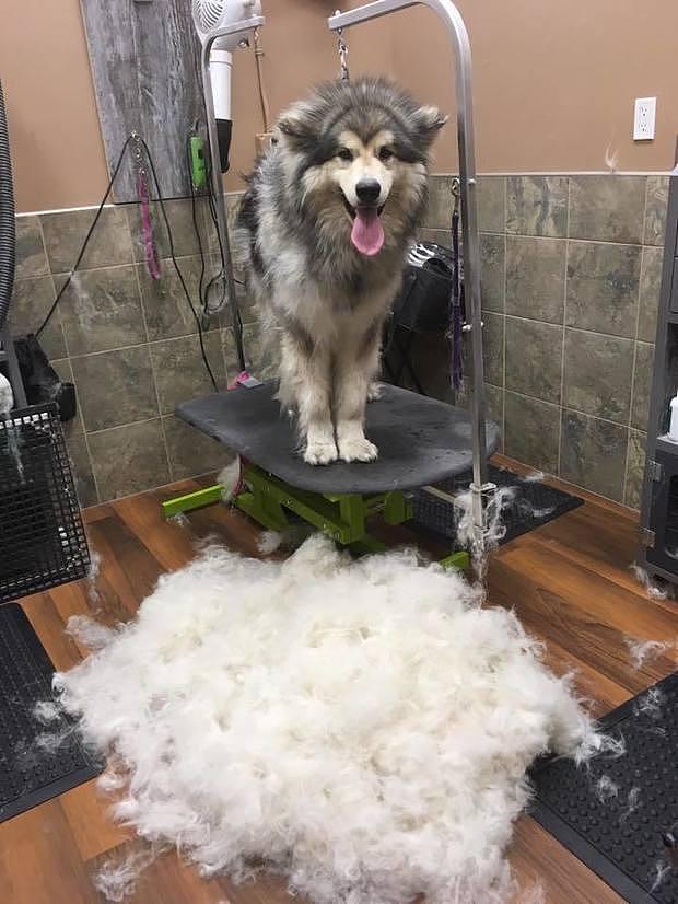 主人带雪橇犬换造型，当美容师打开吹风机时的反应笑翻众人！