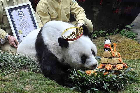 北京亚运吉祥物“盼盼”原型大熊猫巴斯因病离世