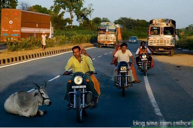 印度空军苦练公路起降，但公路上却布满摩托、大象、神牛险象环生