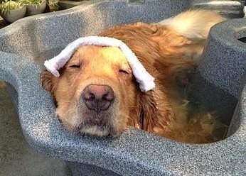 每次帮狗狗洗澡就像世界大战，都分不清是我洗狗还是狗洗我！