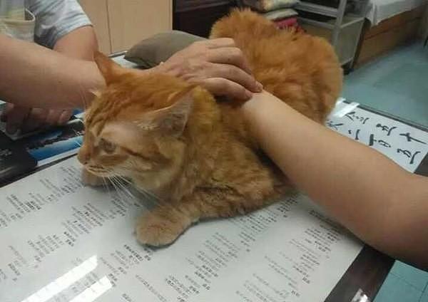 超级尽责的猫咪中医助理，软软猫肉垫好舒服让人上瘾！