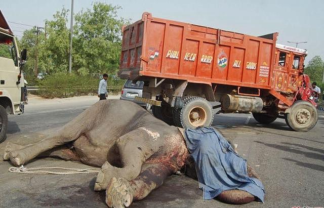 印度空军苦练公路起降，但公路上却布满摩托、大象、神牛险象环生