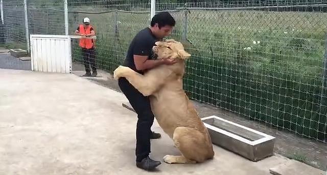 母狮多年不见人类爸爸，重逢时狮子激动得直接飞扑将他抱倒在地！