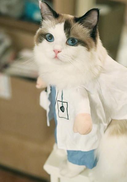 猫界Cosplay霸主登场，扮女仆又扮医生，竟然还会抛媚眼！