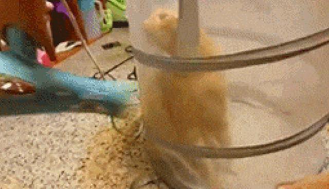 猫咪被装进洗衣篮里大家以为虐猫，主人大声喊冤：我是为了它好！