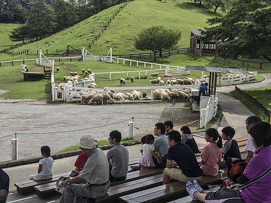 2017年8月23日，日本群马县的牧场，游客观看来自新西兰的牧羊表演。