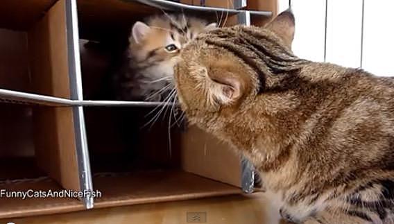 做一个“猫巢”轻松学会猫咪收纳术！家有小猫的人试试看