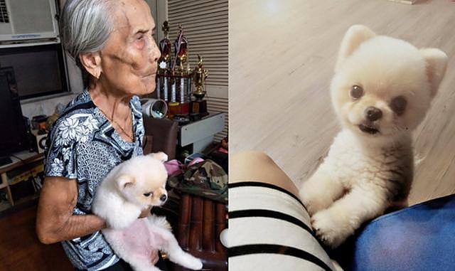 92岁奶奶失去亲人后她痛哭不已，小博美做出的反应暖哭奶奶！