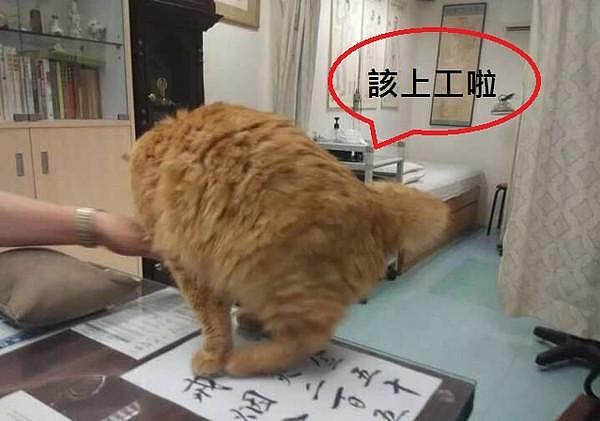 超级尽责的猫咪中医助理，软软猫肉垫好舒服让人上瘾！