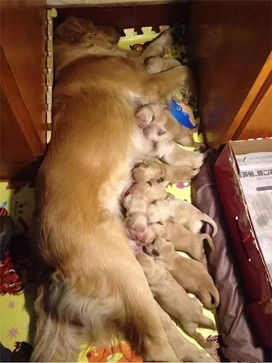 狗妈妈突然分娩产下一窝金宝宝，一口气产下十多胎场面非常壮观！
