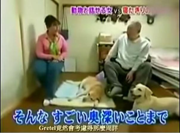 导盲犬不离不弃陪伴主人15年，直到最后老到全身瘫痪太催泪了！