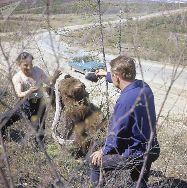 罕见的苏联时期青年照片 50年前就开始“喂养”棕熊