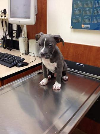 狗狗去兽医院会怎样呢？一起来看看你家狗儿是哪一种反应吧！