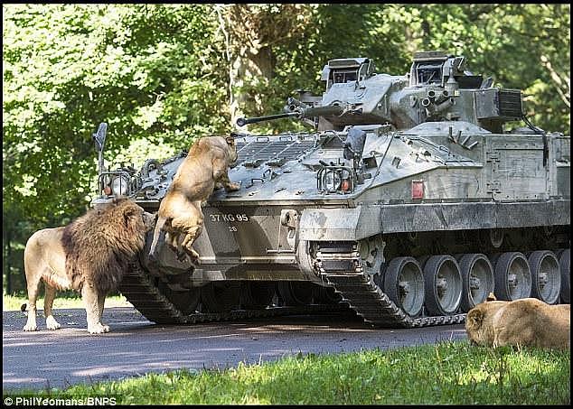 英陆军勇士步战车闯入一野生王国 遭猴子与狮子“围攻”