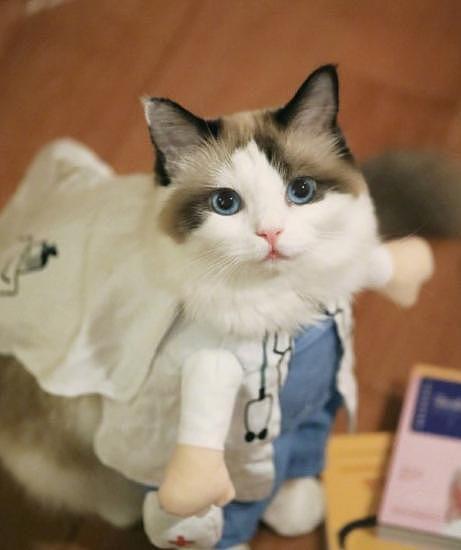 猫界Cosplay霸主登场，扮女仆又扮医生，竟然还会抛媚眼！