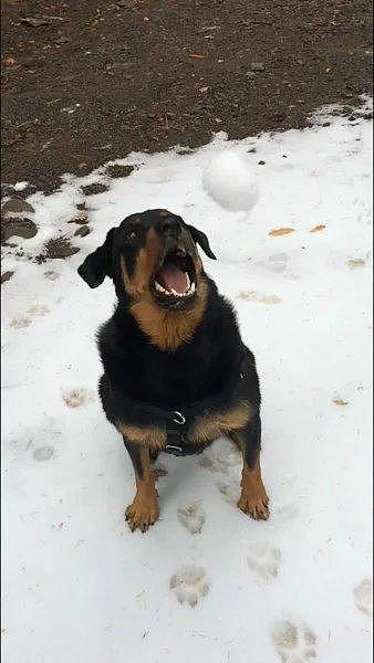 狗狗玩接球超兴奋一口咬住，发现被整后搞怪冏脸让人笑喷！
