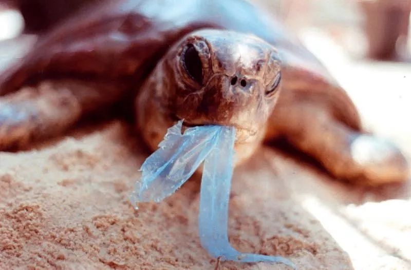 要跟塑料袋说再见了！墨尔本终于要跟上全澳步伐，禁用一次性塑料袋了！明年公布具体日期 - 1