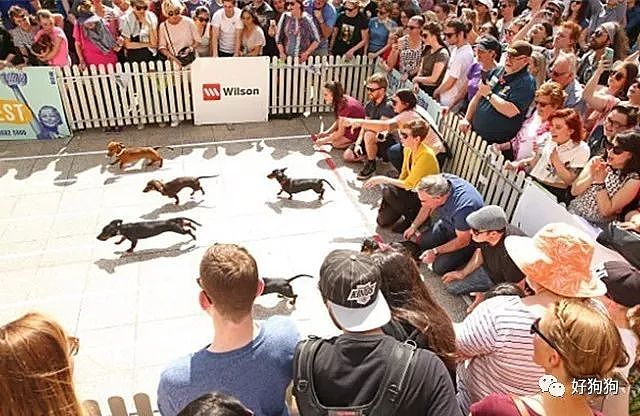 在澳大利亚，这场为100只腊肠犬举办的服装比赛，背后的原因令人动容…… - 11