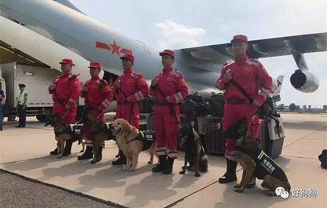 在九寨沟地震救援中，搜救犬不是在工作，而是在拼命！ - 10