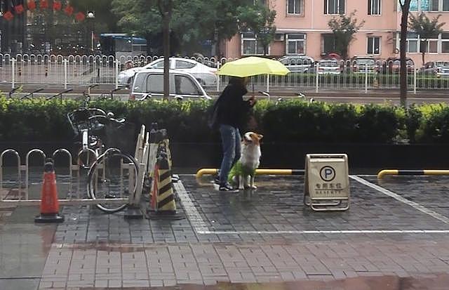 狗狗在门口淋雨等主人，路人小姐姐帮忙打伞遮雨...超暖的一幕！ - 2