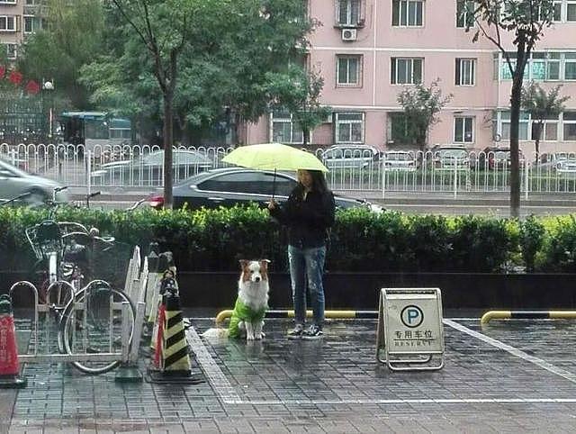 狗狗在门口淋雨等主人，路人小姐姐帮忙打伞遮雨...超暖的一幕！ - 3