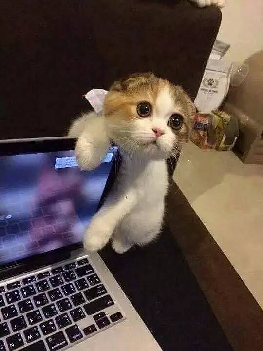 猫在边上看着网友玩电脑，没有抽出时间陪猫玩，猫生气了于是... - 1