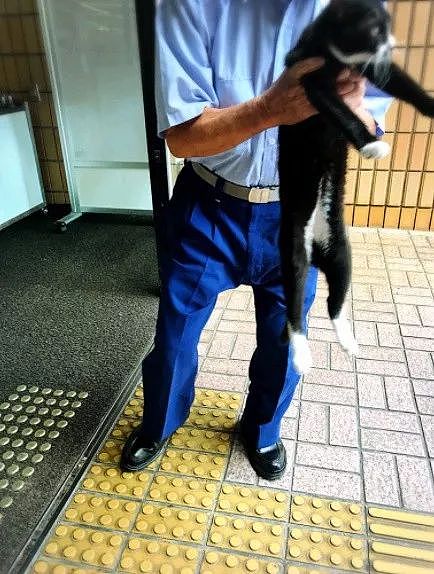 岛国一推主拍到这只猫屡次想闯进冲绳县图书馆，结果... - 4