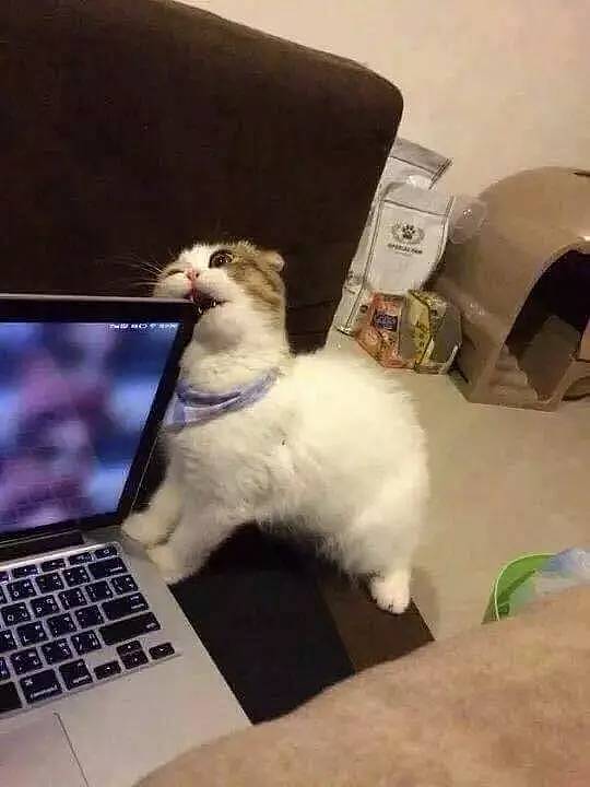 猫在边上看着网友玩电脑，没有抽出时间陪猫玩，猫生气了于是... - 2