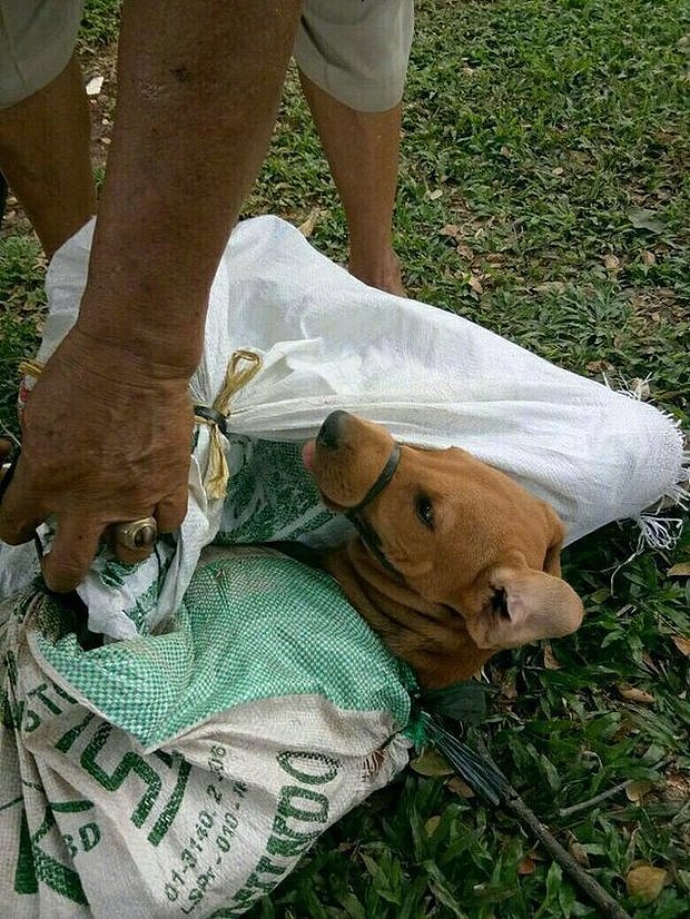 印尼街头两只被捆在袋子里的狗狗，它们绝望的眼神令人心碎！ - 6