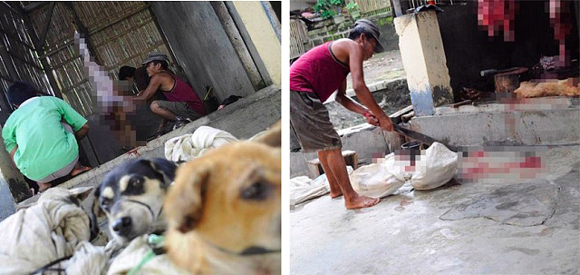 印尼街头两只被捆在袋子里的狗狗，它们绝望的眼神令人心碎！ - 1