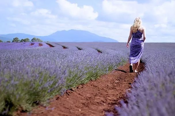 塔斯马尼亚之旅 | 薰衣草的紫色梦幻，探索最南端的澳洲魅力！ - 4