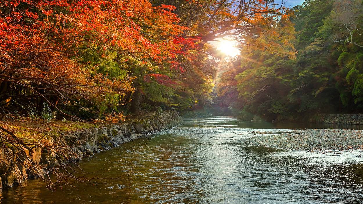 秋天日本旅行，这是最浪漫的打开方式 - 16