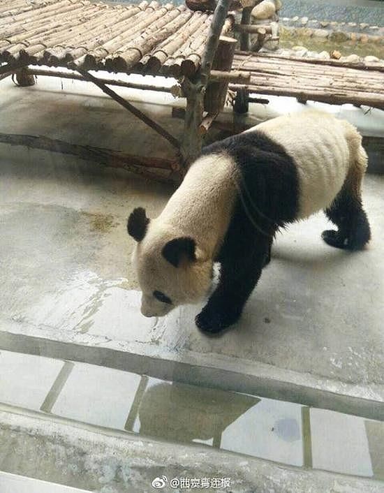 心塞! 这家动物园里的大熊猫瘦成“皮包骨”！原因是…… - 1