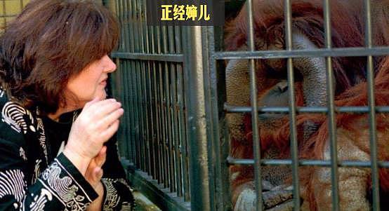 被囚禁30年的红毛猩猩抑郁离世，因为拥有人类的灵魂被关进牢笼，最后的遗愿是吃一口冰淇淋 - 1