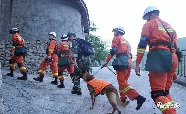 在九寨沟地震救援中，搜救犬不是在工作，而是在拼命！ - 6