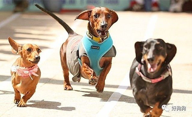 在澳大利亚，这场为100只腊肠犬举办的服装比赛，背后的原因令人动容…… - 10