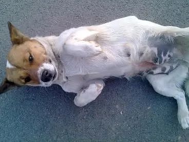 狗狗被救助后过生了美好的生活，现在摇身一变成行走的表情包！ - 2