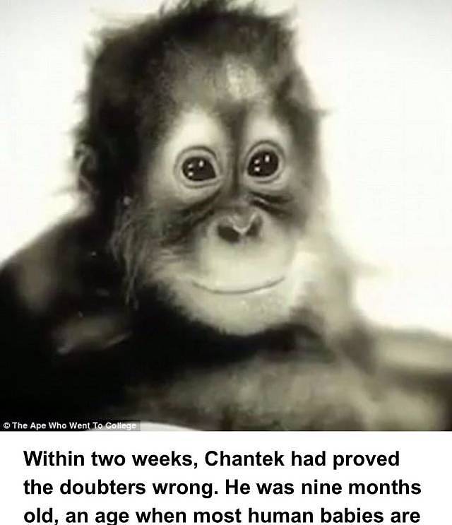 被囚禁30年的红毛猩猩抑郁离世，因为拥有人类的灵魂被关进牢笼，最后的遗愿是吃一口冰淇淋 - 10